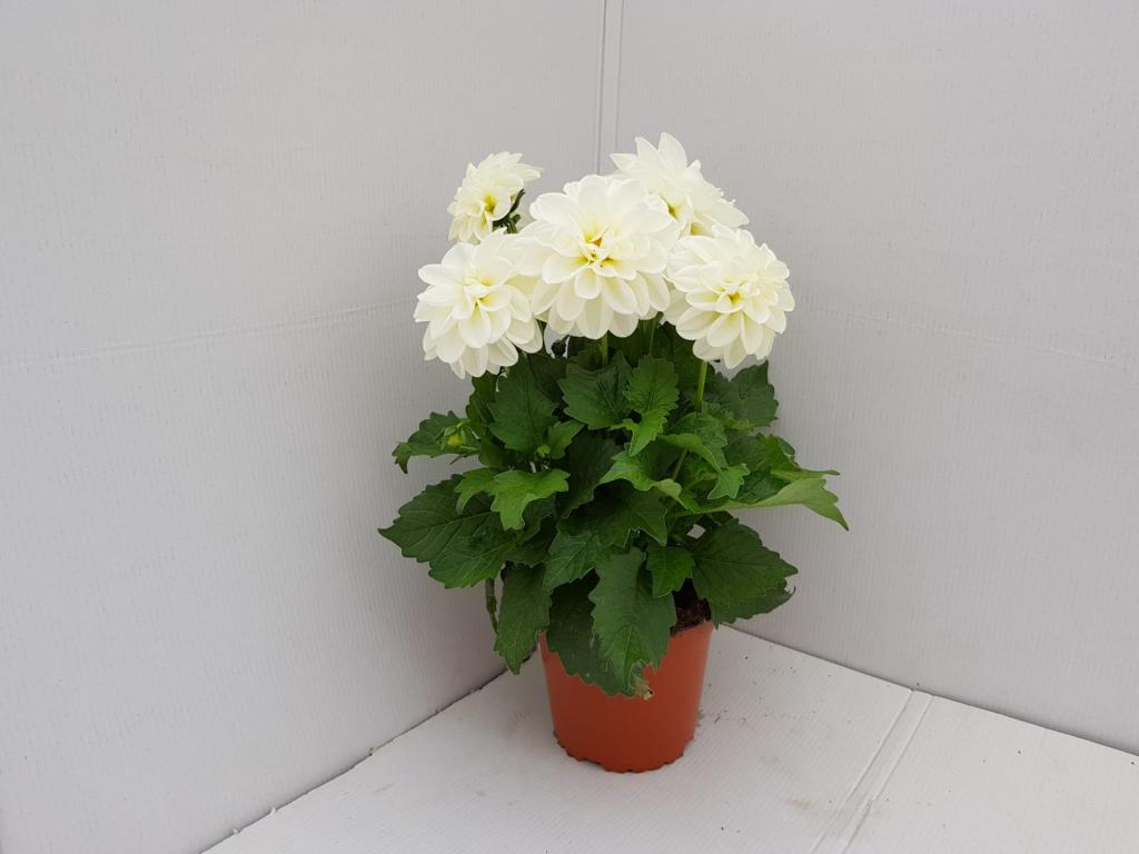 Dahlia hybride blanc