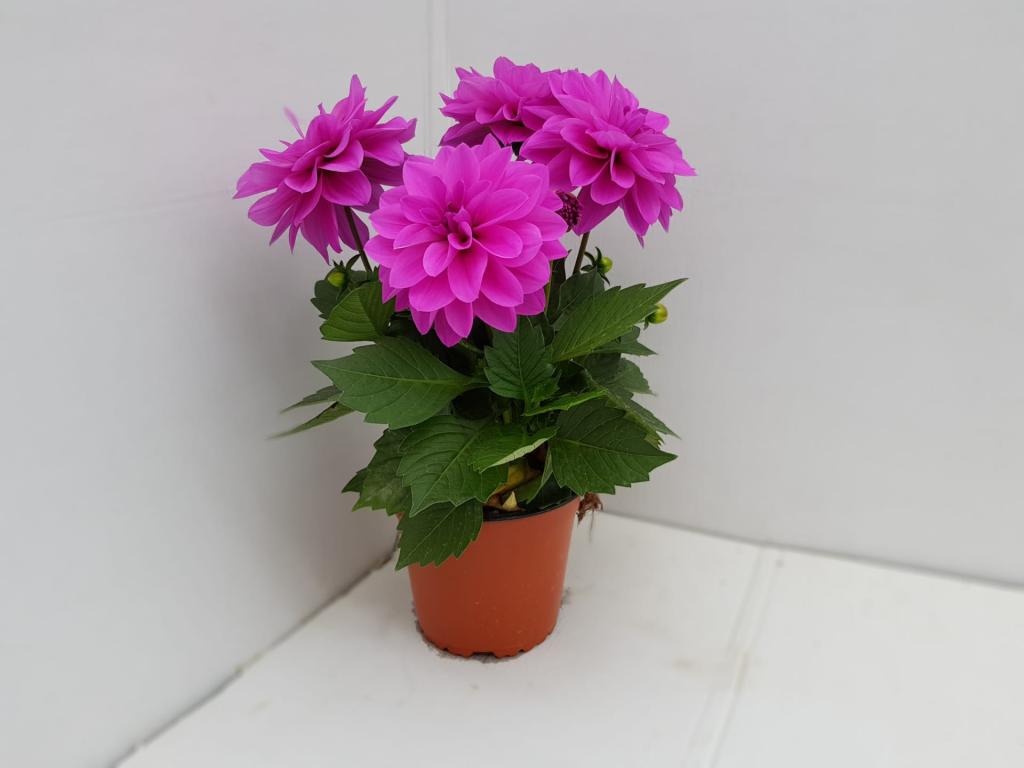 Dahlia hybride lavande