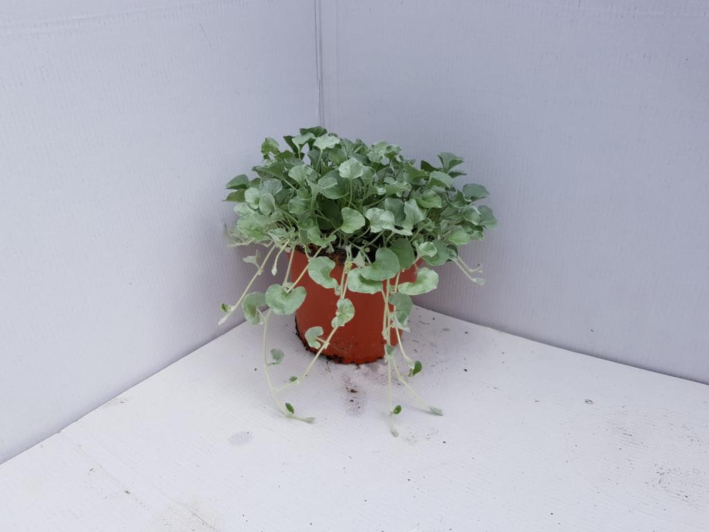 Dichondra argentea