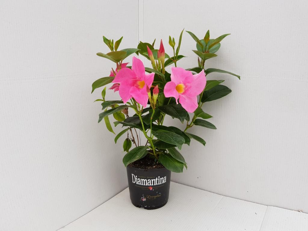 Dipladenia rose