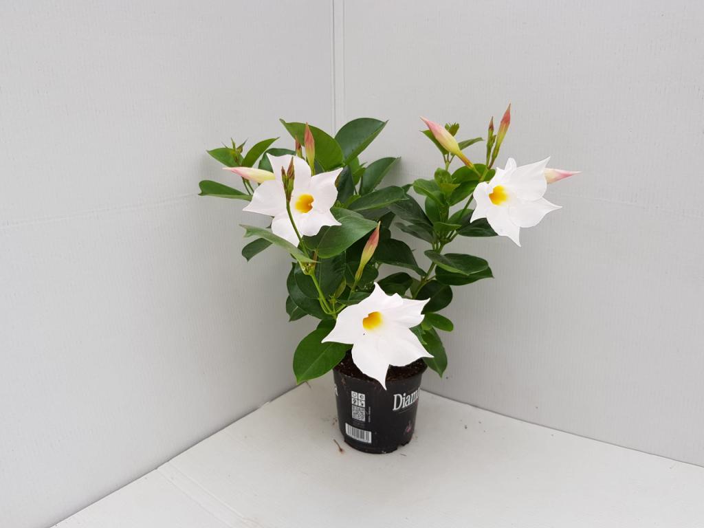 Dipladenia blanc 10.5