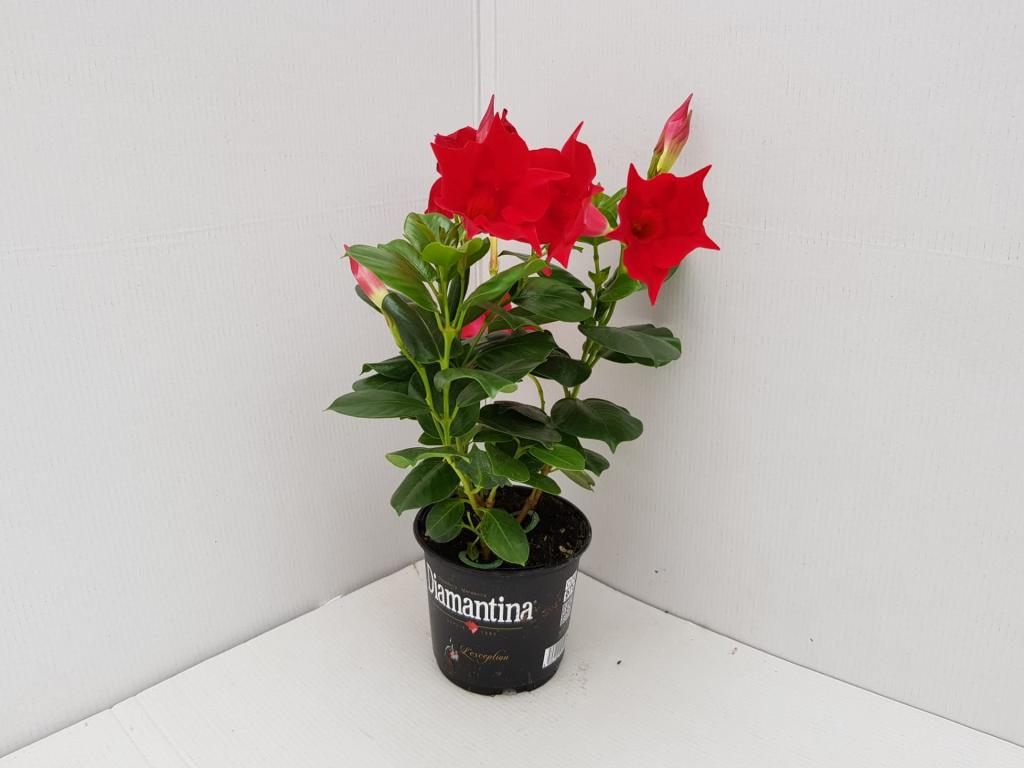 Dipladenia rouge 10.5