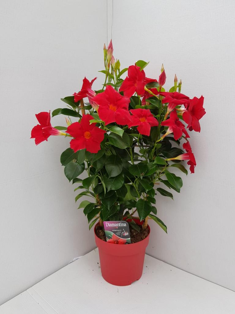 Dipladenia espalier rouge 14