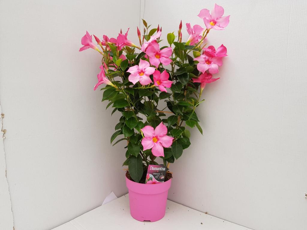 Dipladenia espalier rose 14