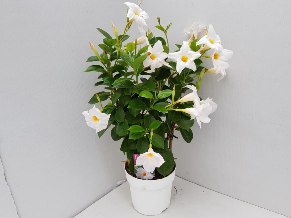 Dipladenia espalier blanc 14