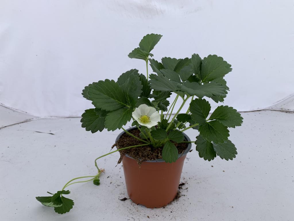 Fragaria fleurs blanches