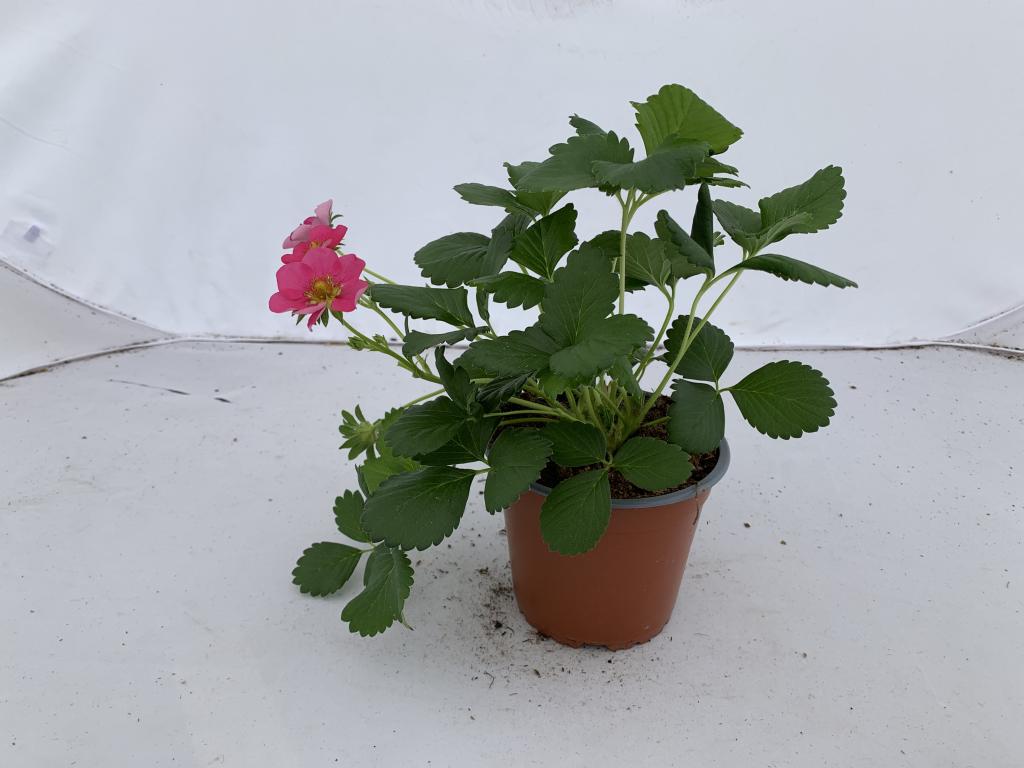 Fragaria fleurs roses