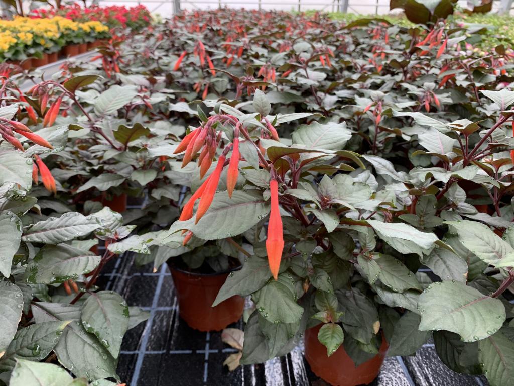 Fuchsia fulgens