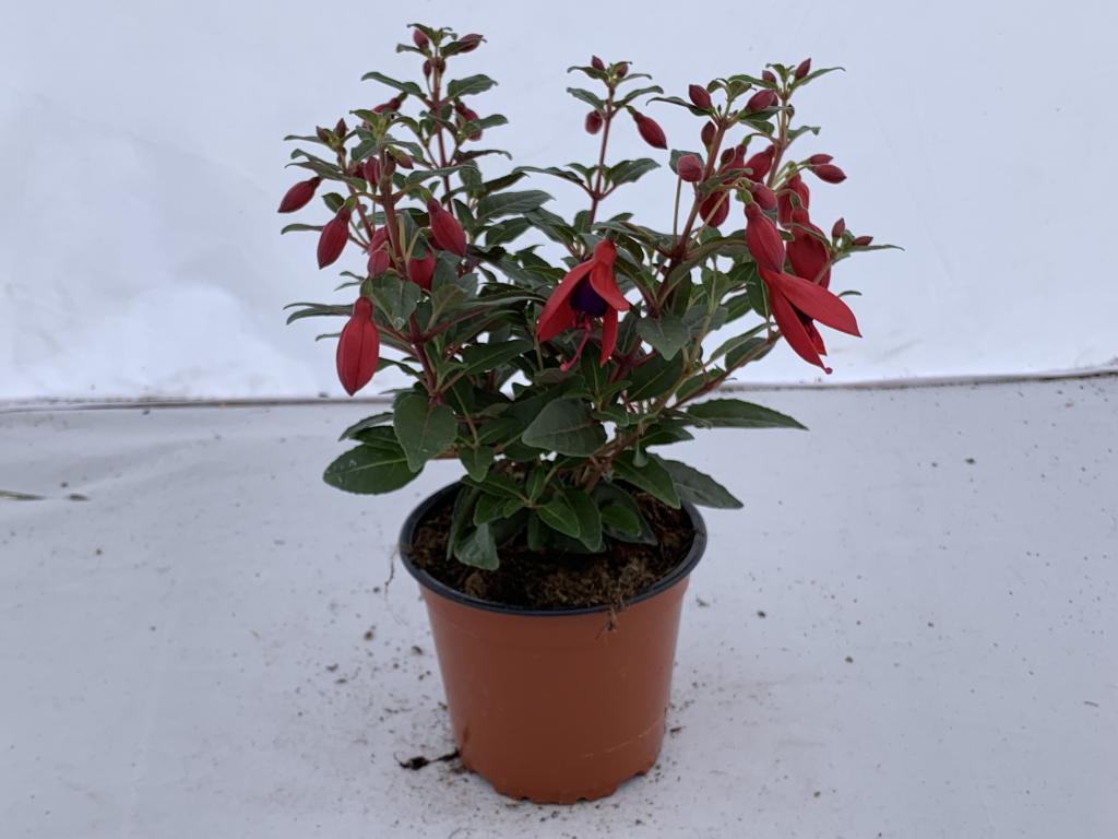 Fuchsia hybride rouge/violet érigé