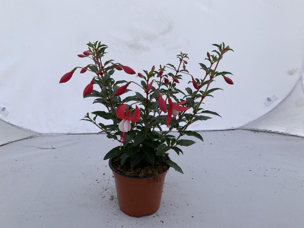 Fuchsia hybride rouge/blanc érigé