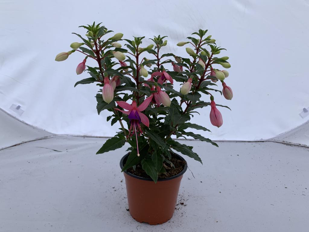 Fuchsia hybride blanc/violet érigé