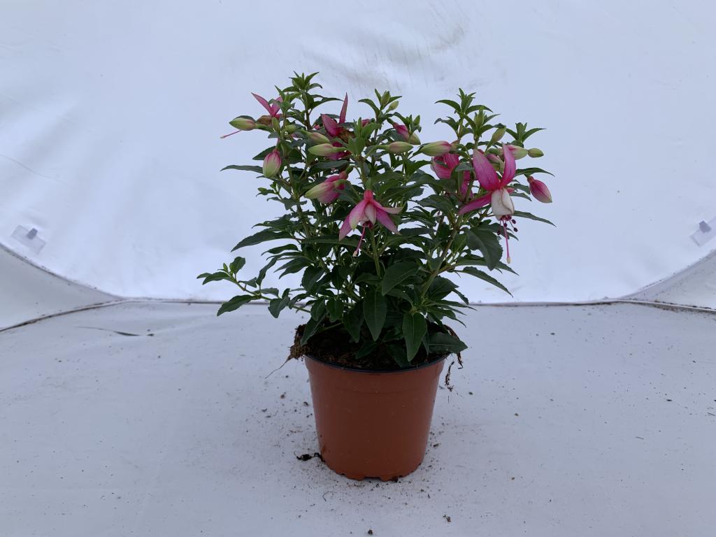Fuchsia hybride rose/blanc érigé