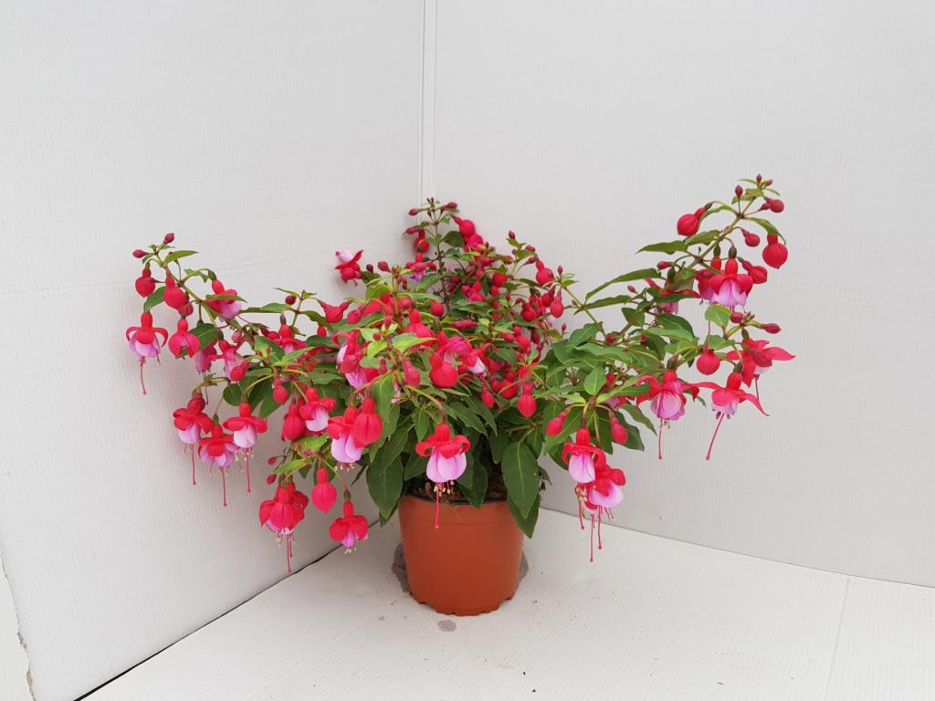 Fuchsia pendula rouge/violet