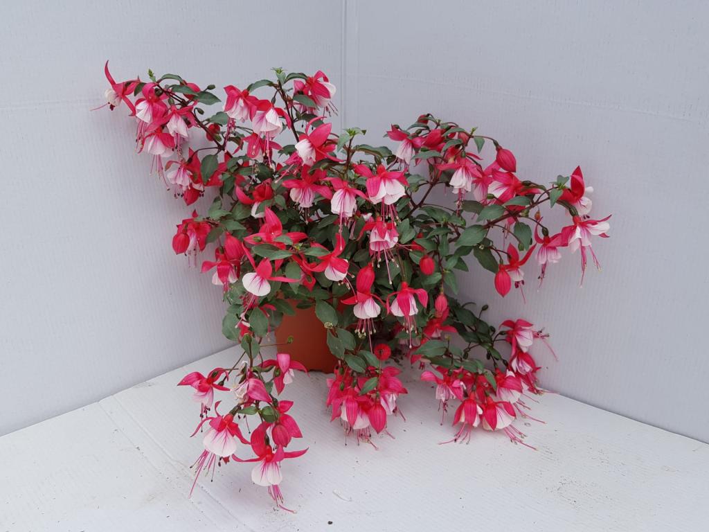 Fuchsia pendula rouge/blanc