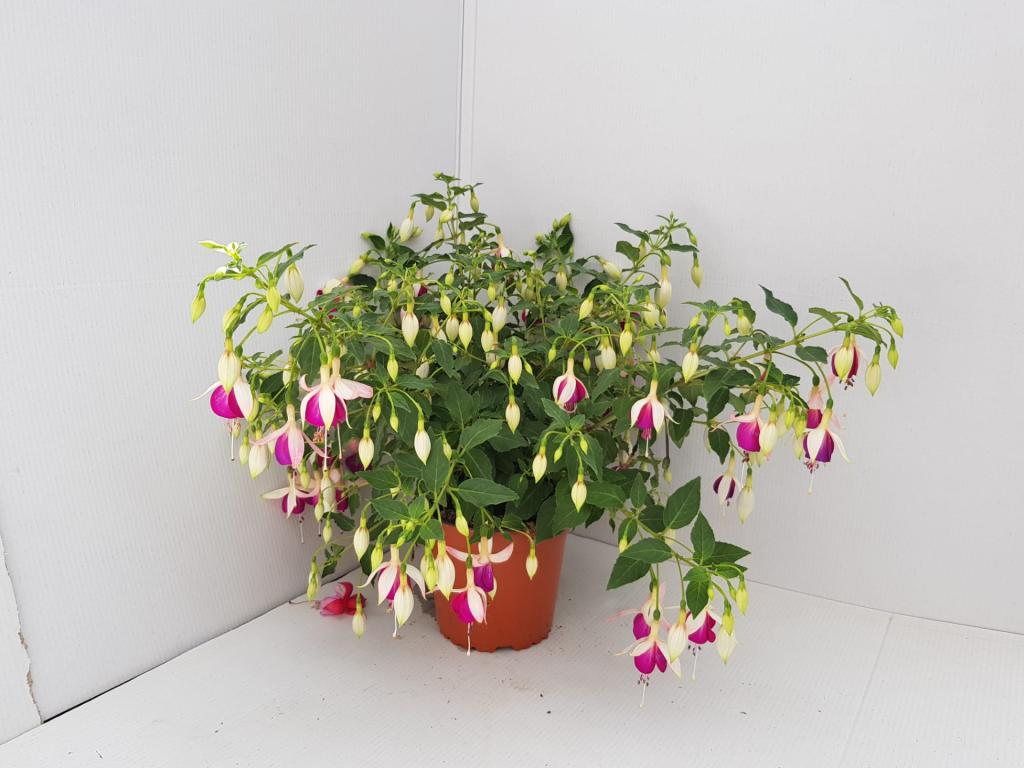 Fuchsia pendula blanc/violet