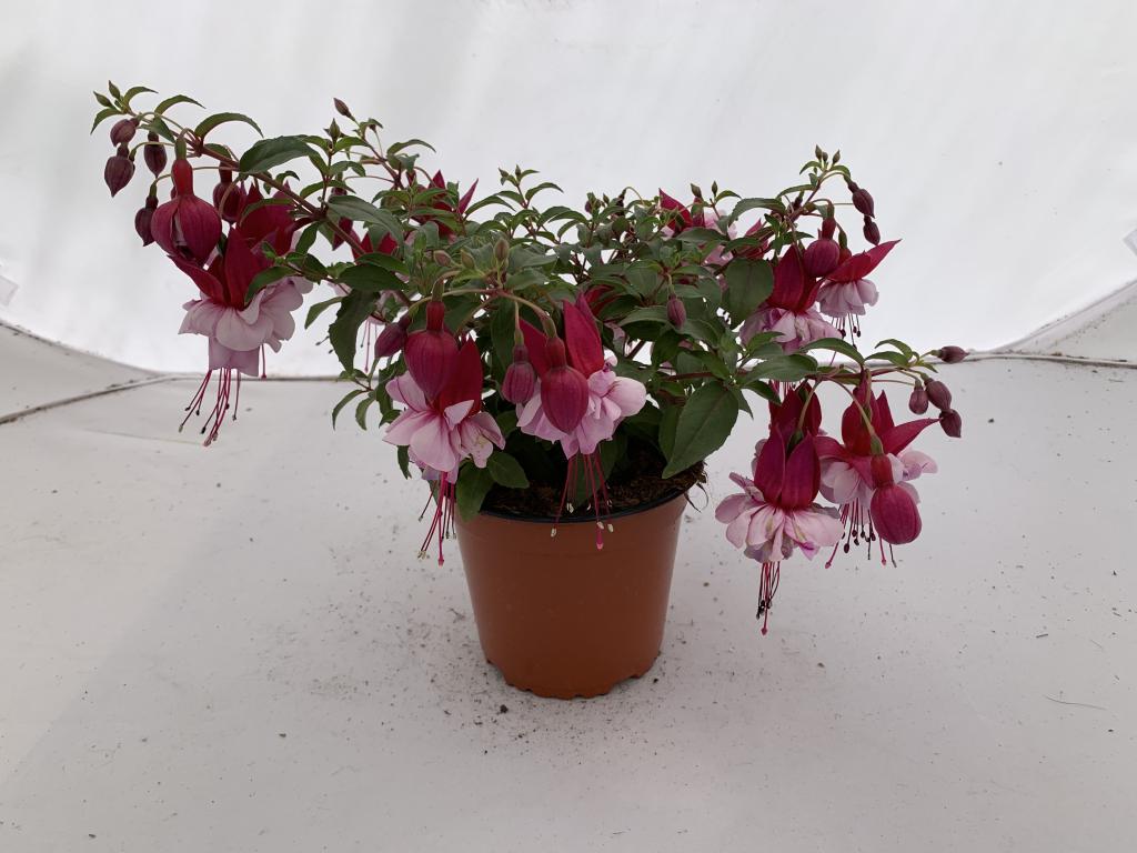 Fuchsia pendula rouge/lilac