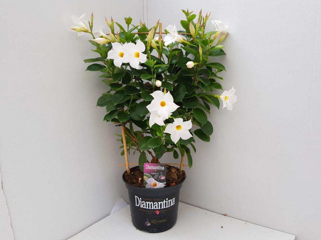 Dipladenia espalier blanc 17