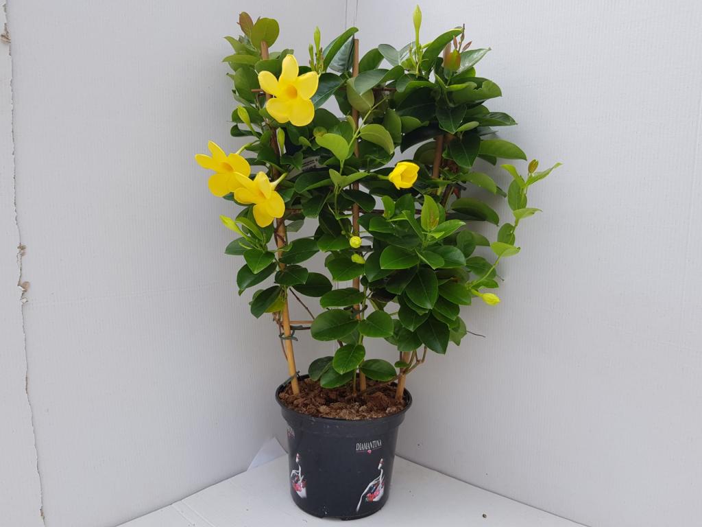 Dipladenia espalier jaune 17
