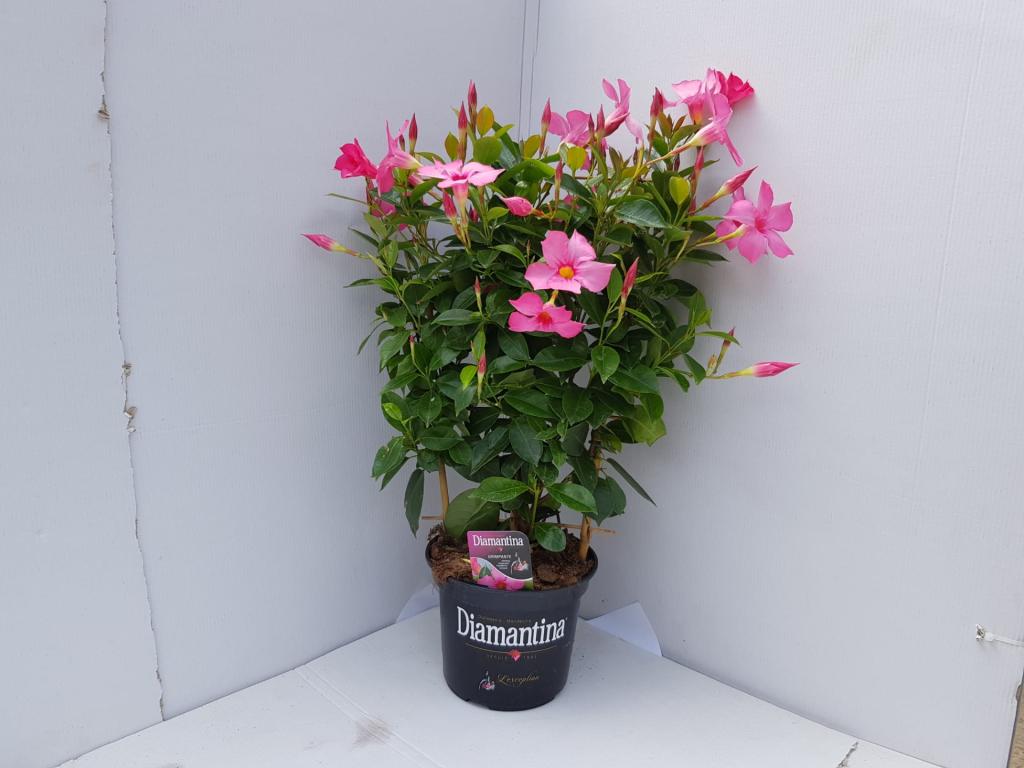 Dipladenia espalier rose 17
