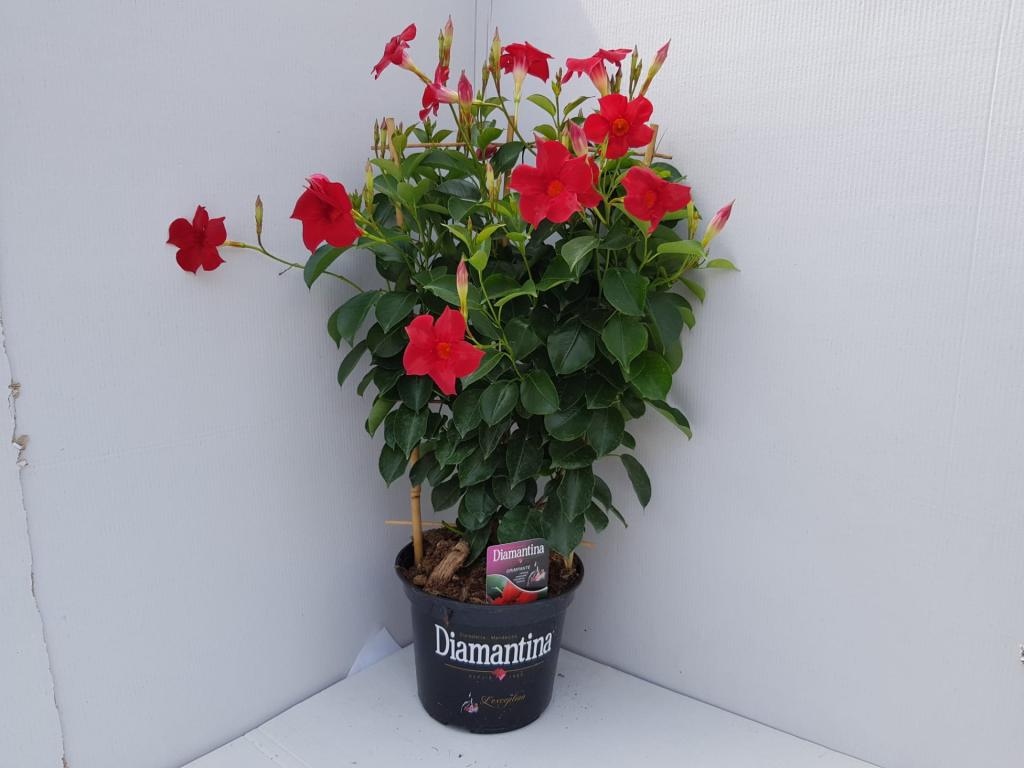 Dipladenia espalier rouge 17