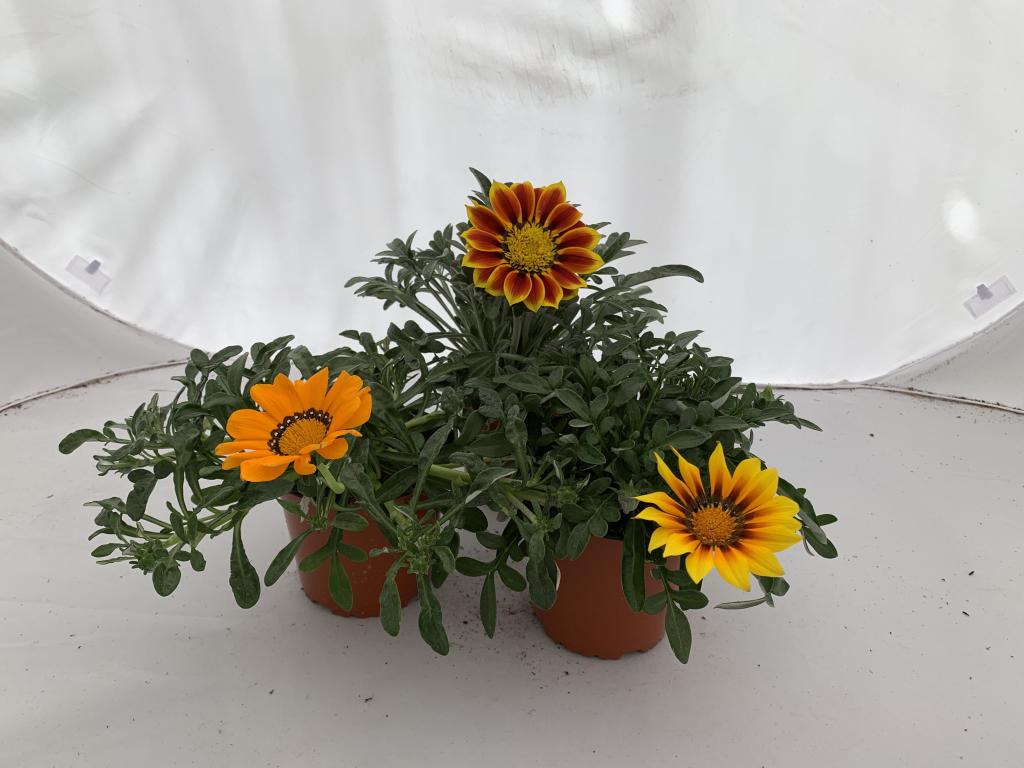 Gazania rigens fleur double mélange