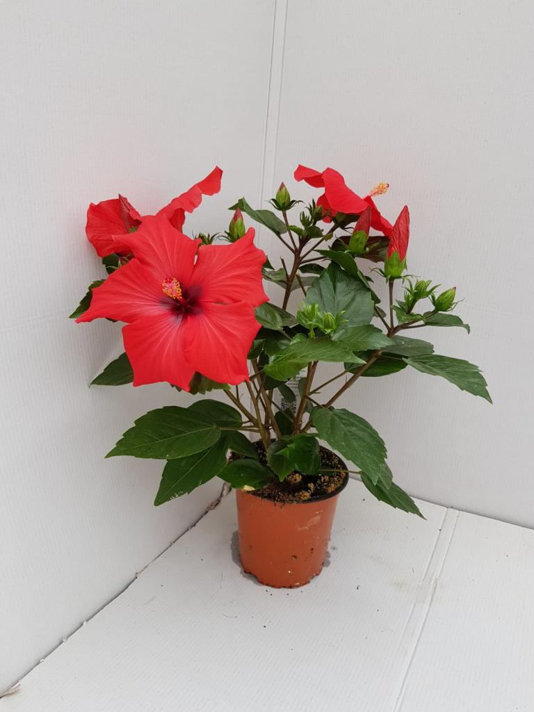 Hibiscus rosa-sinensis mélange 13