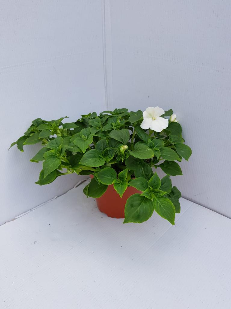 Impatiens walleriana Imara blanc