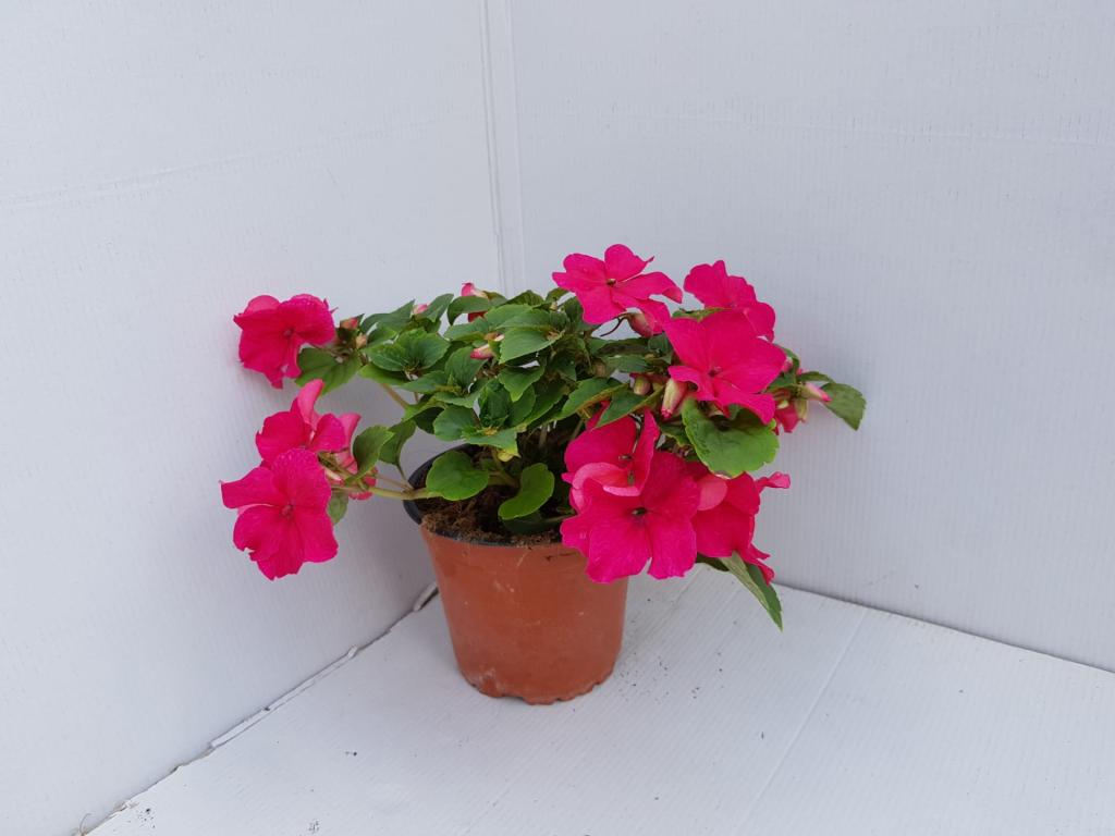 Impatiens walleriana Imara rose