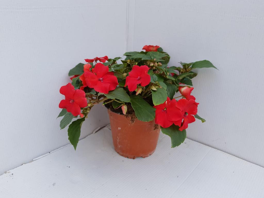 Impatiens walleriana Imara rouge