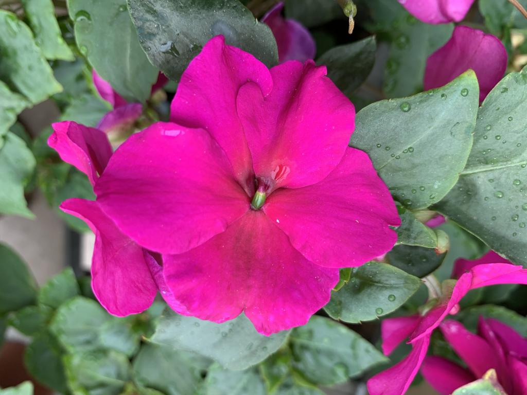 Impatiens walleriana Imara violet
