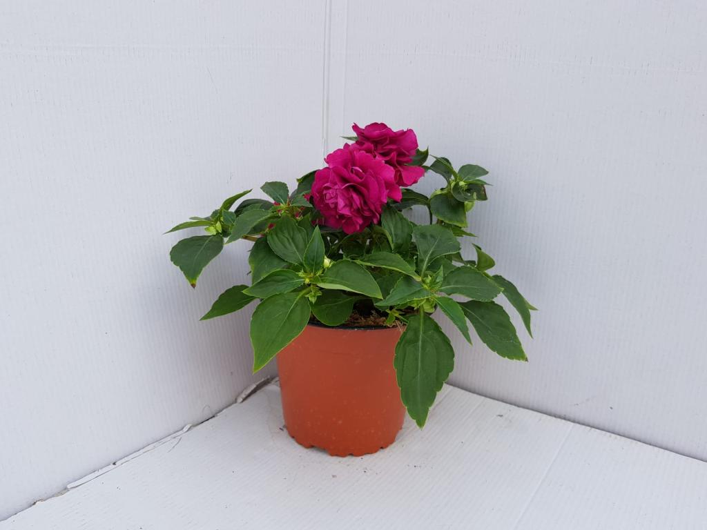 Impatiens walleriana double violet 