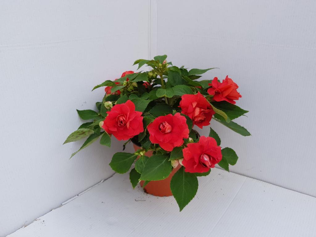Impatiens walleriana double rouge