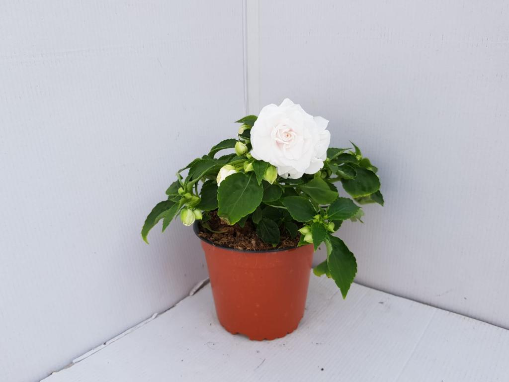 Impatiens walleriana double blanc