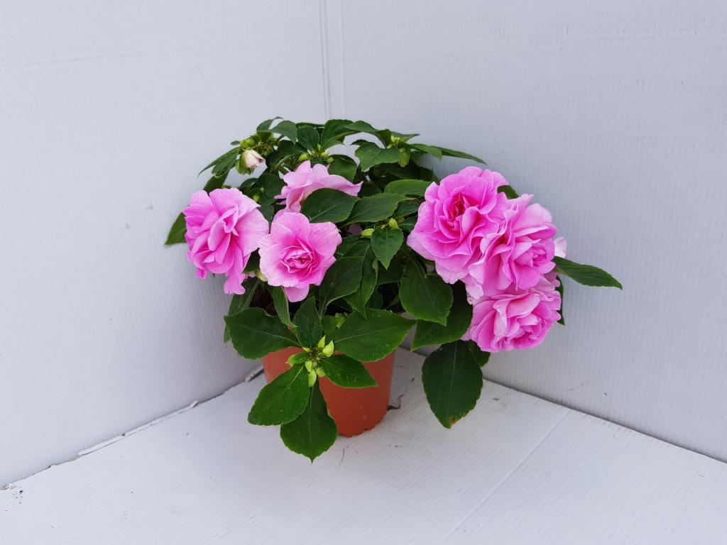 Impatiens walleriana double rose