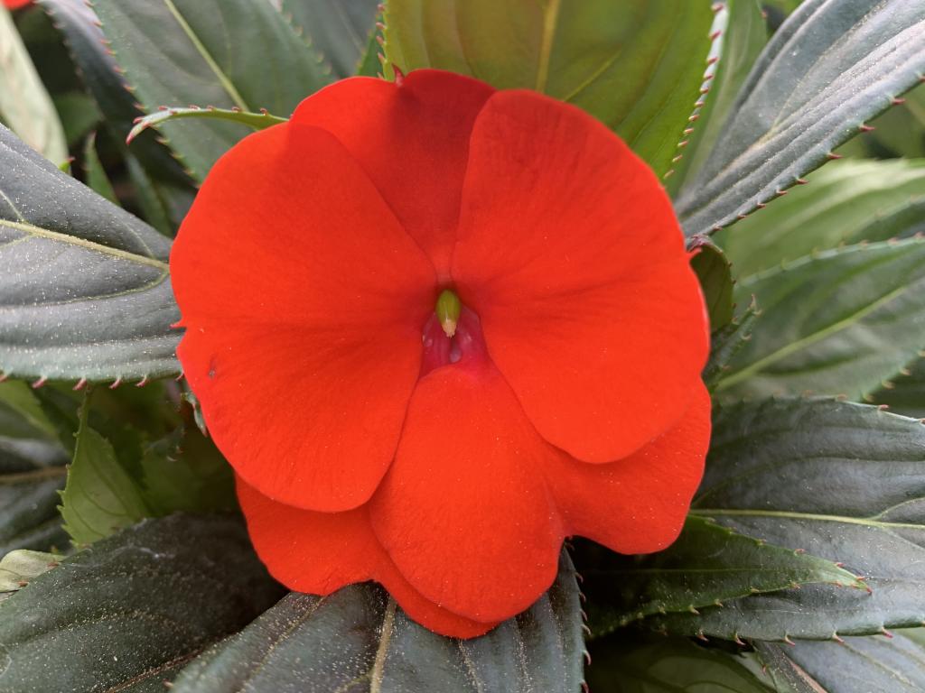 Impatiens Nouvelle Guinée orange