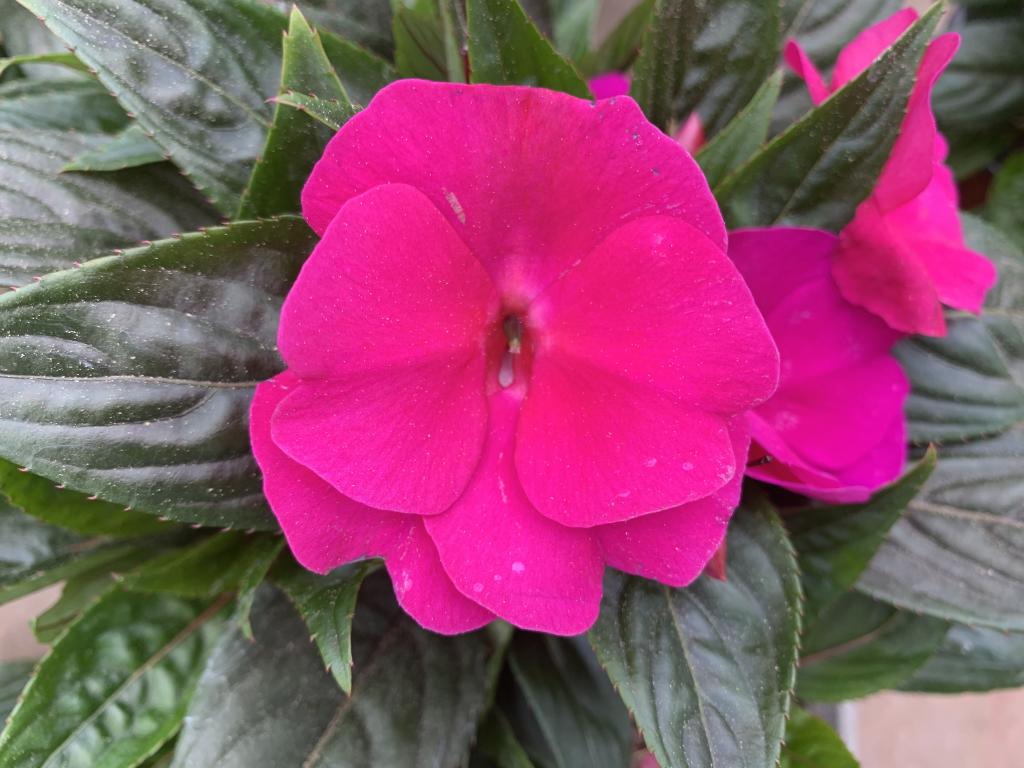 Impatiens Nouvelle Guinée violet
