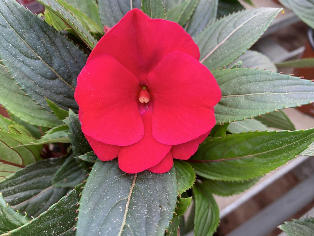 Impatiens Nouvelle Guinée rouge