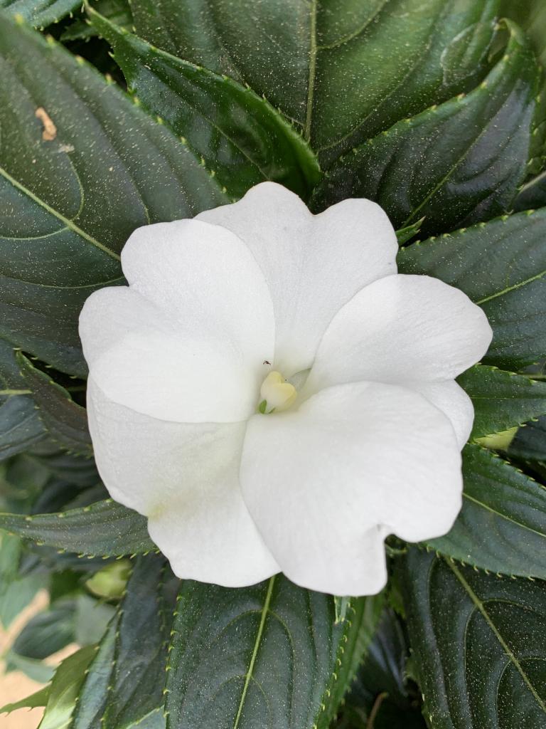 Impatiens Nouvelle Guinée blanc