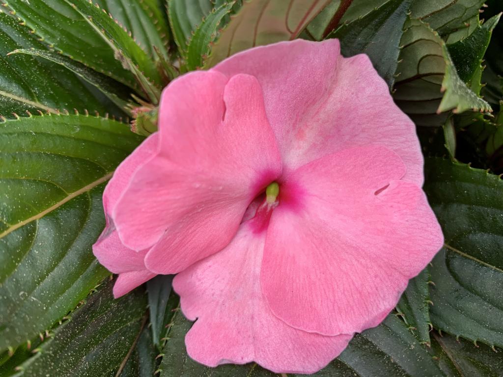Impatiens Nouvelle Guinée rose