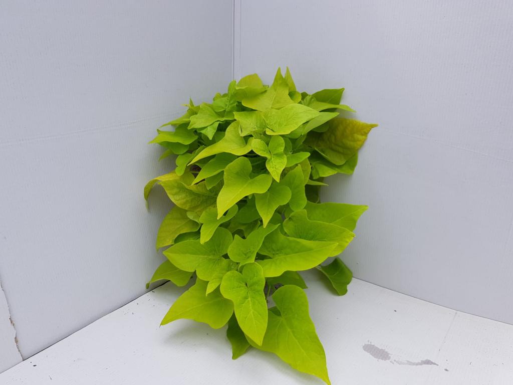 Ipomea batatas vert