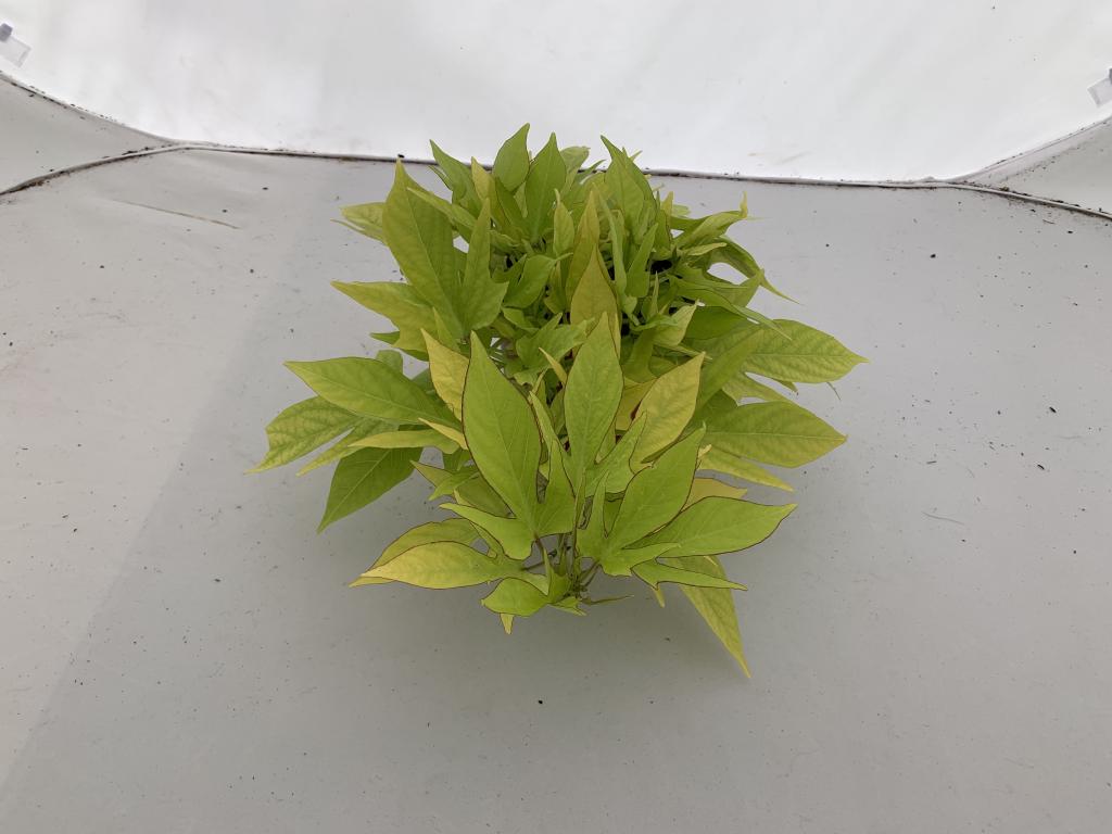 Ipomea batatas vert dentelé