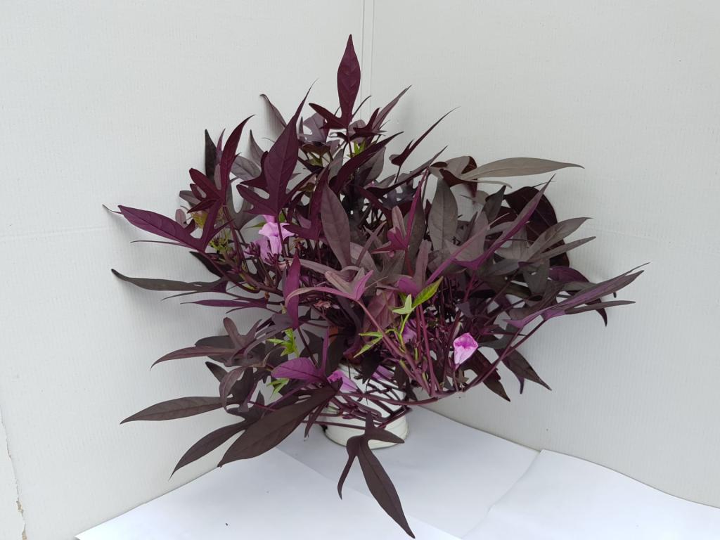 Ipomea batatas violet