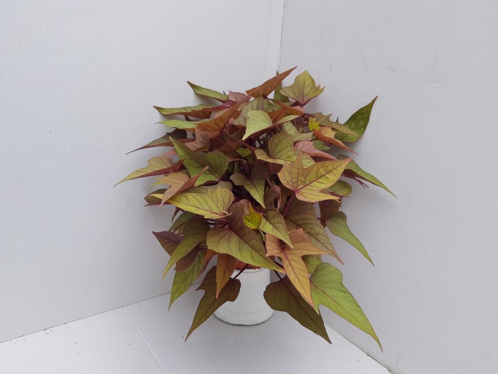 Ipomea batatas brun