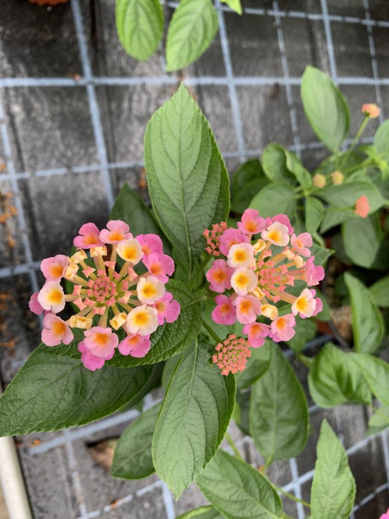Lantana camara rose jaune