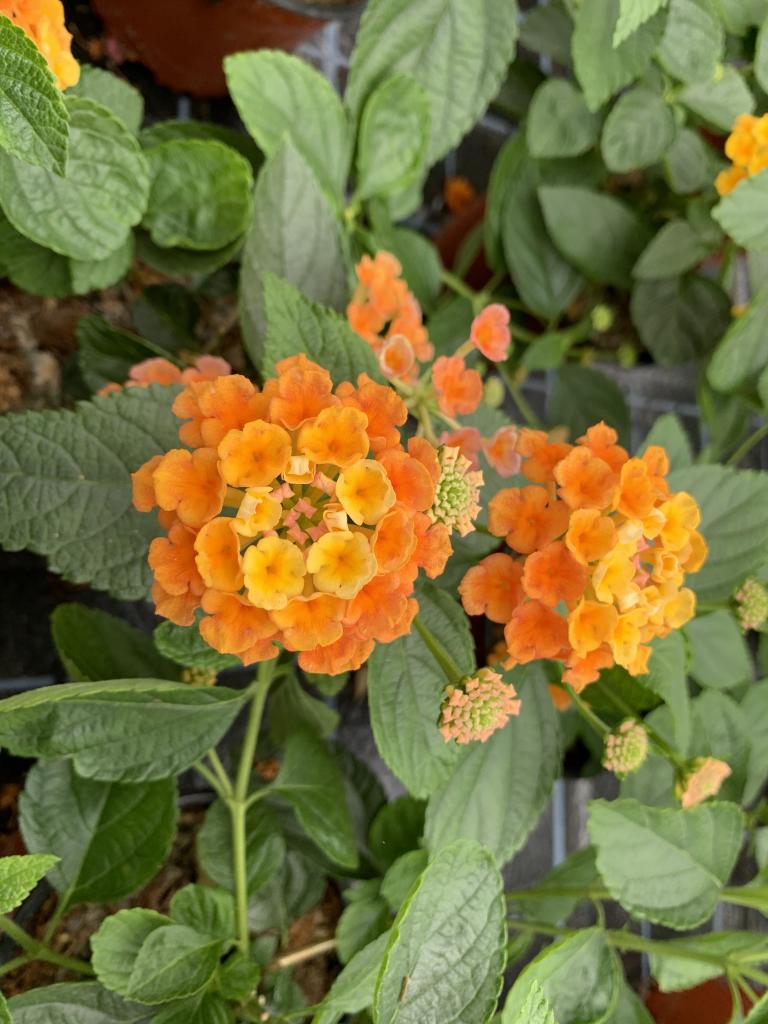 Lantana camara orange jaune