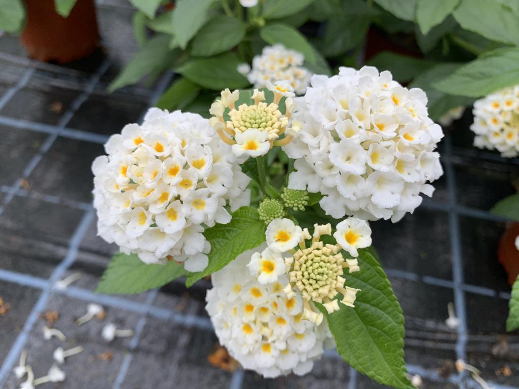 Lantana camara blanc