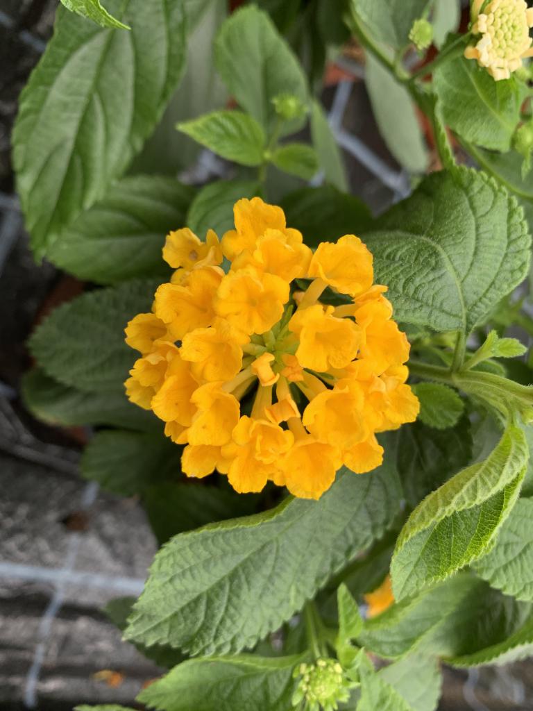 Lantana camara jaune or