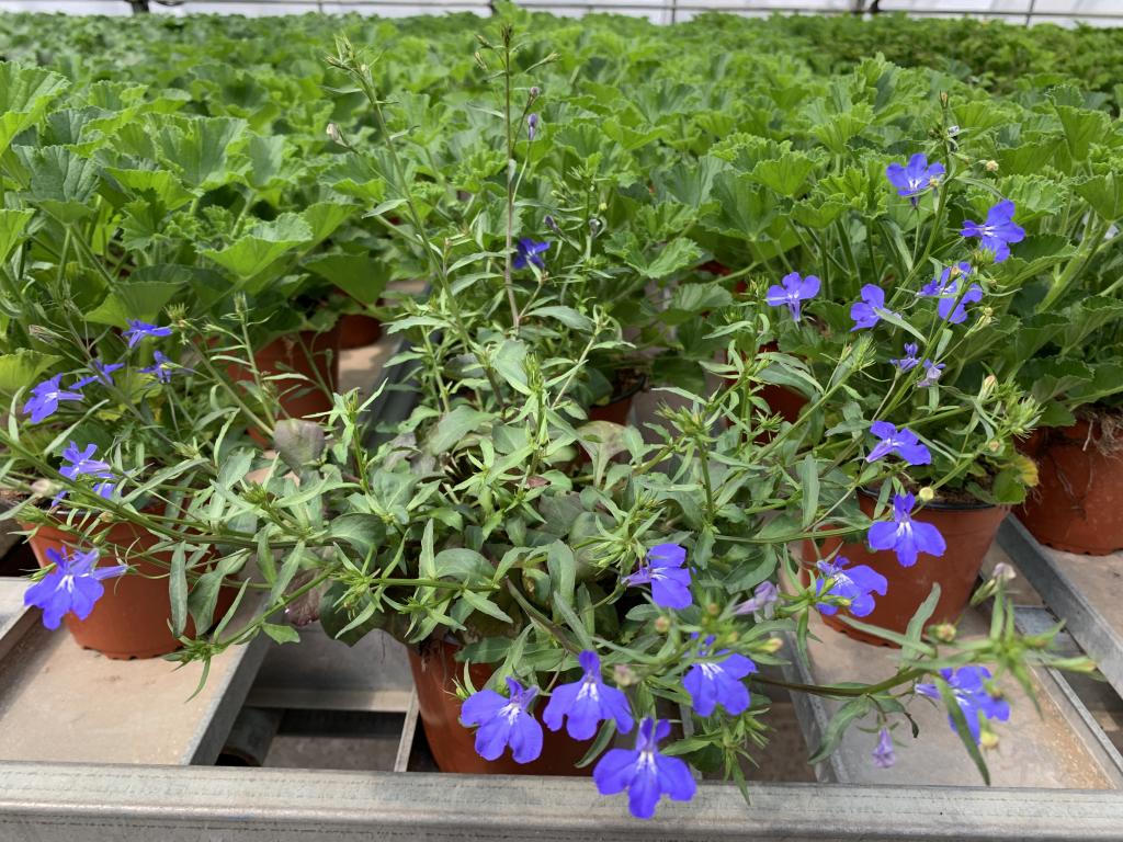 Lobelia erinus bleu