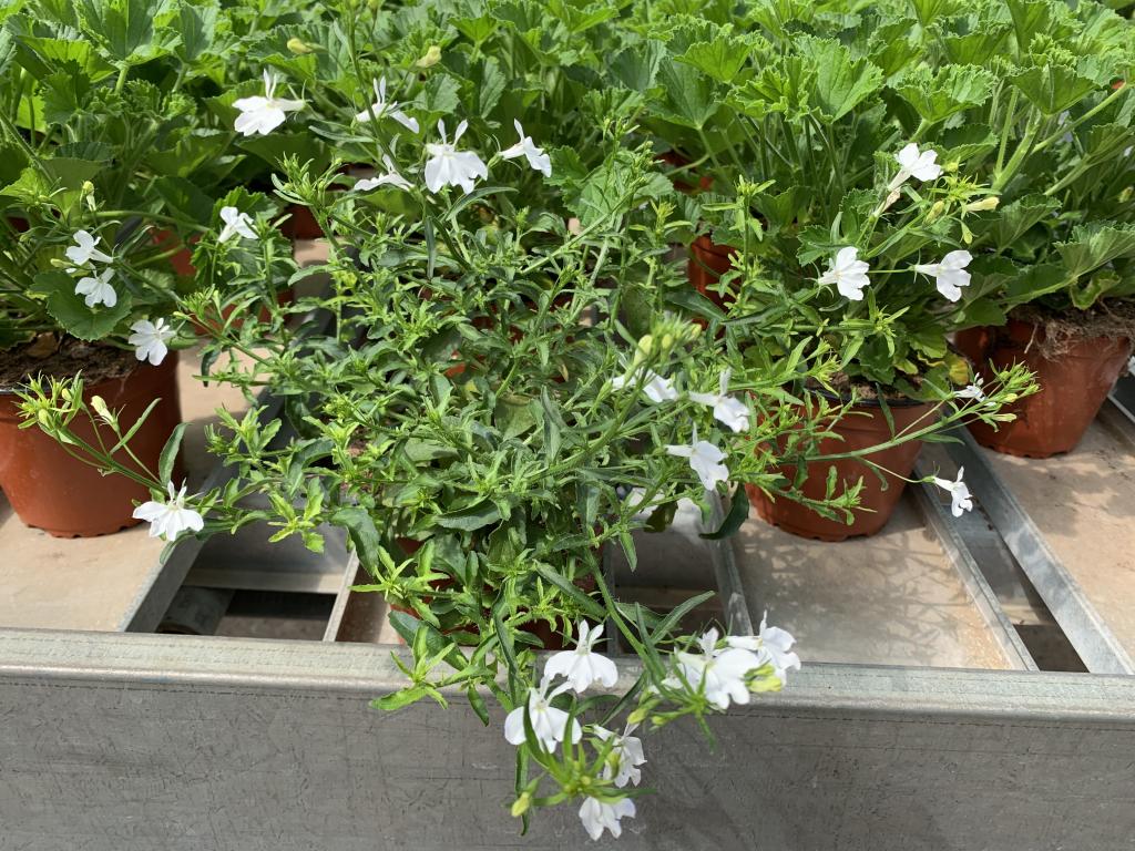 Lobelia erinus blanc