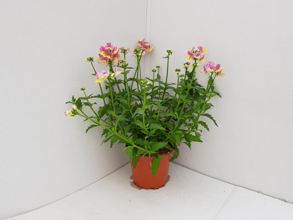 Nemesia hybride rose-jaune